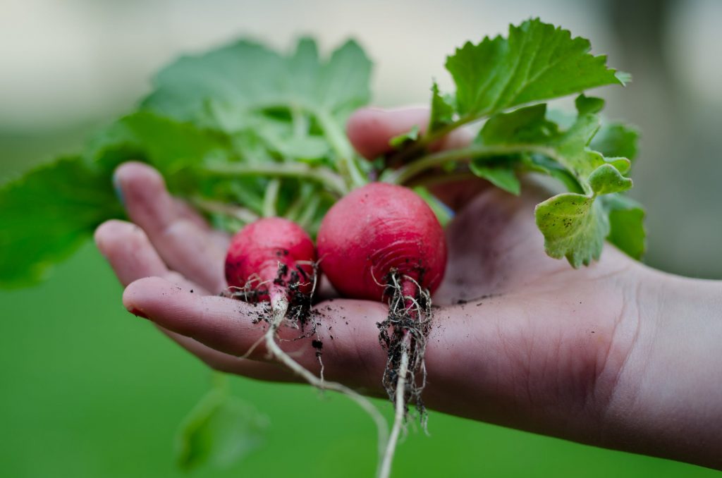 child holding radishes in hand